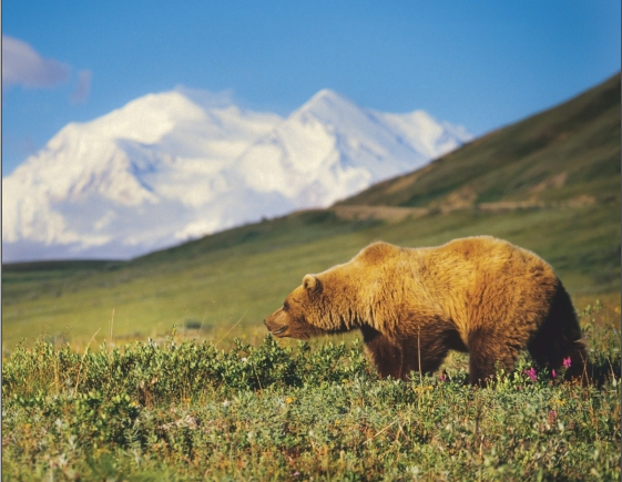 Grizzly Bears of Alaska: Explore the WQild World of Bears