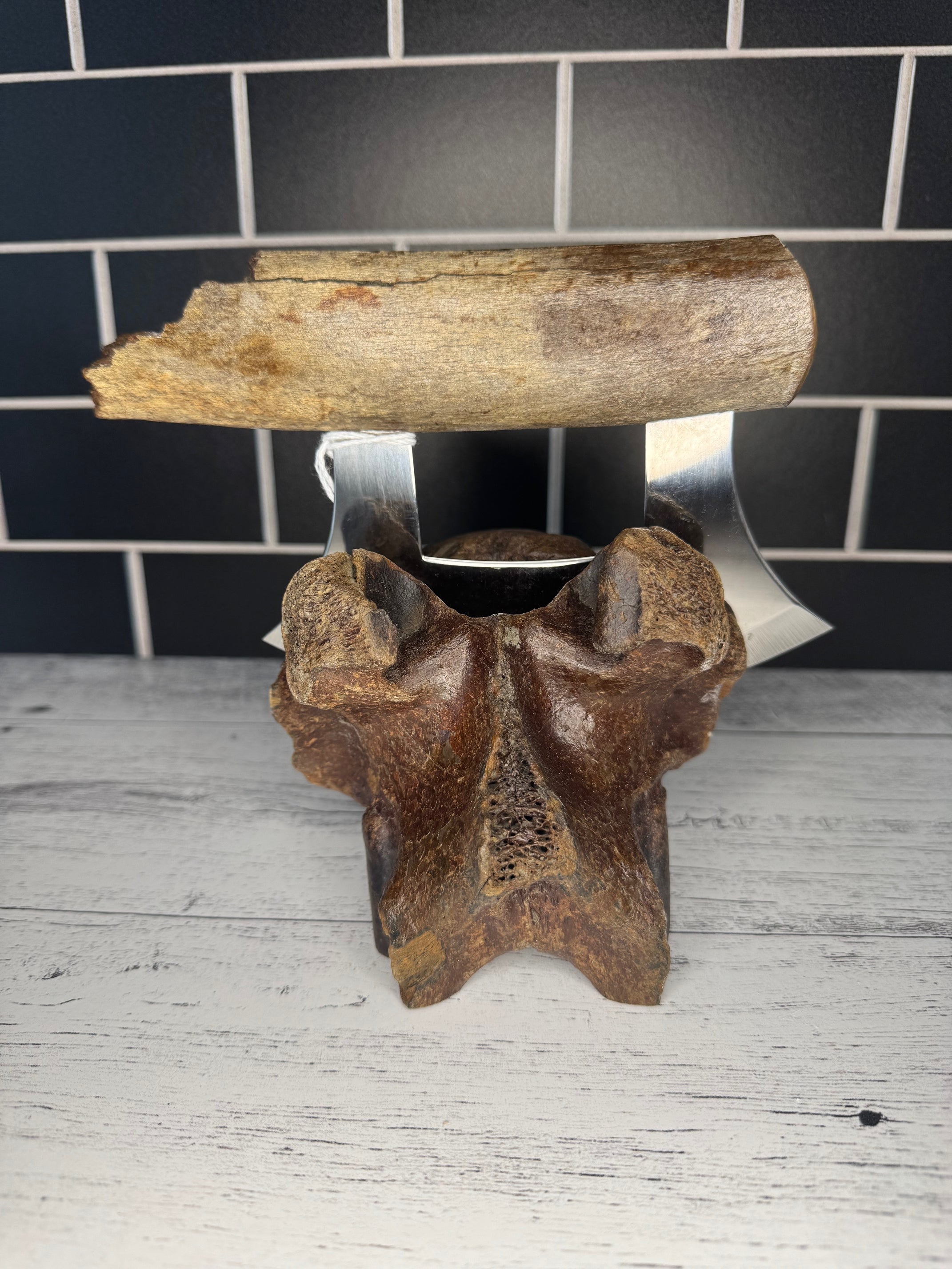 Fossilized Bone Ulus