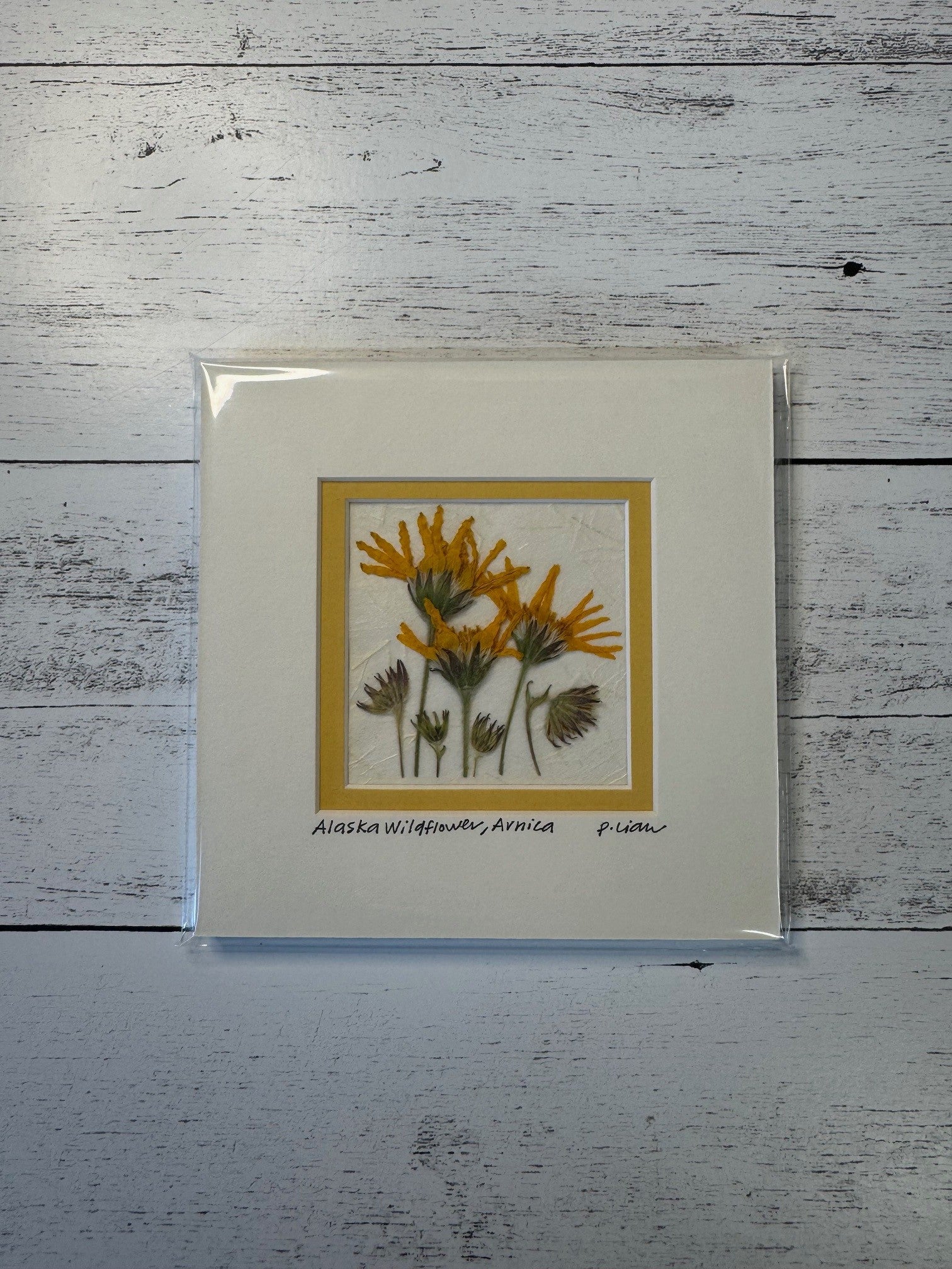 Iceworm Botanical Collection (Mini)