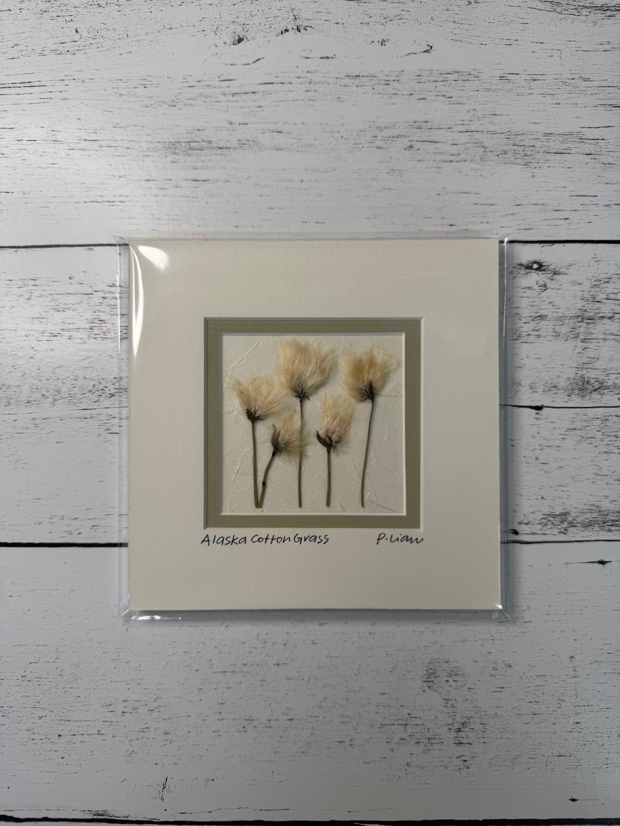 Iceworm Botanical Collection (Mini)