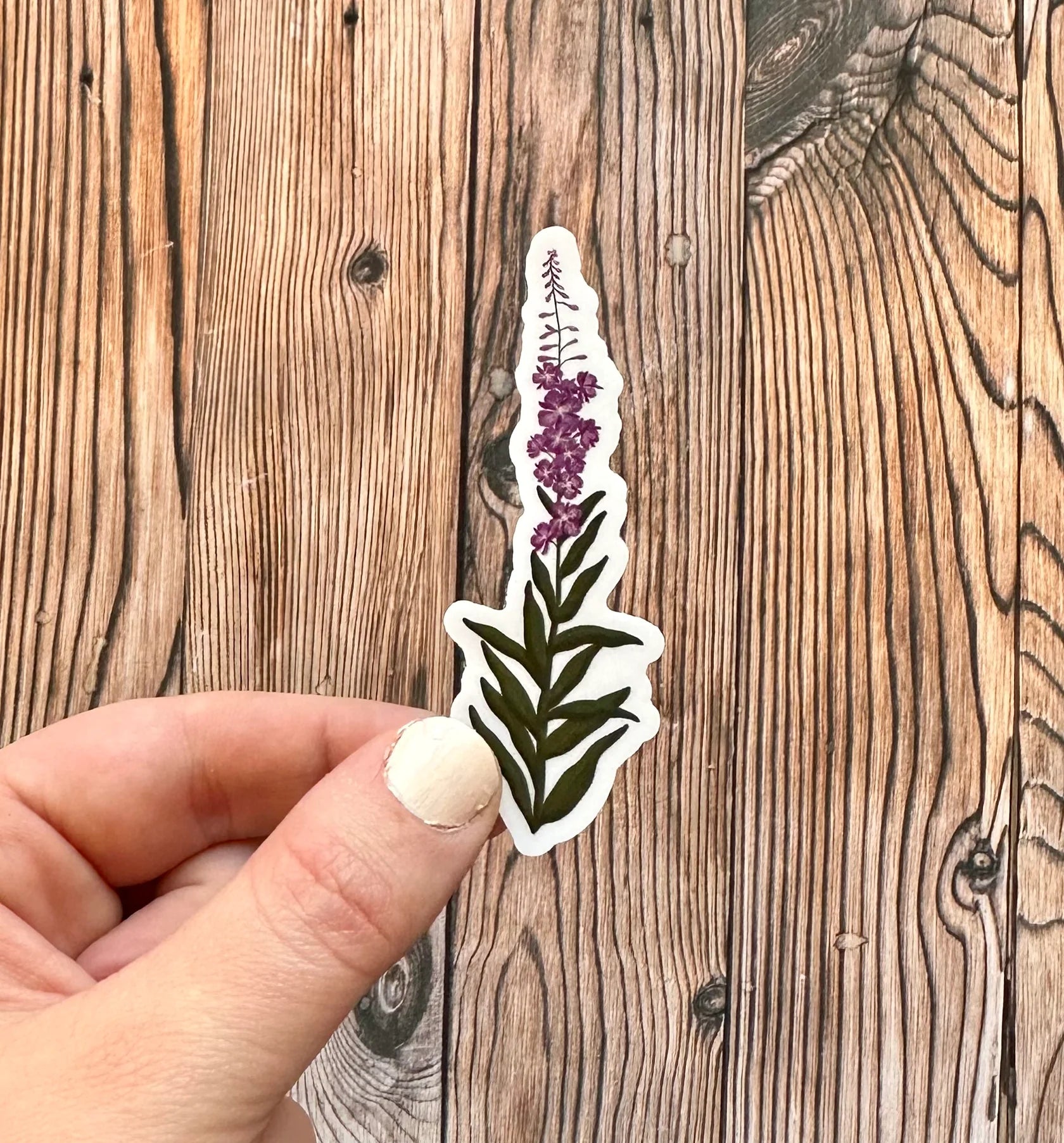 Rooted Lupine Sticker