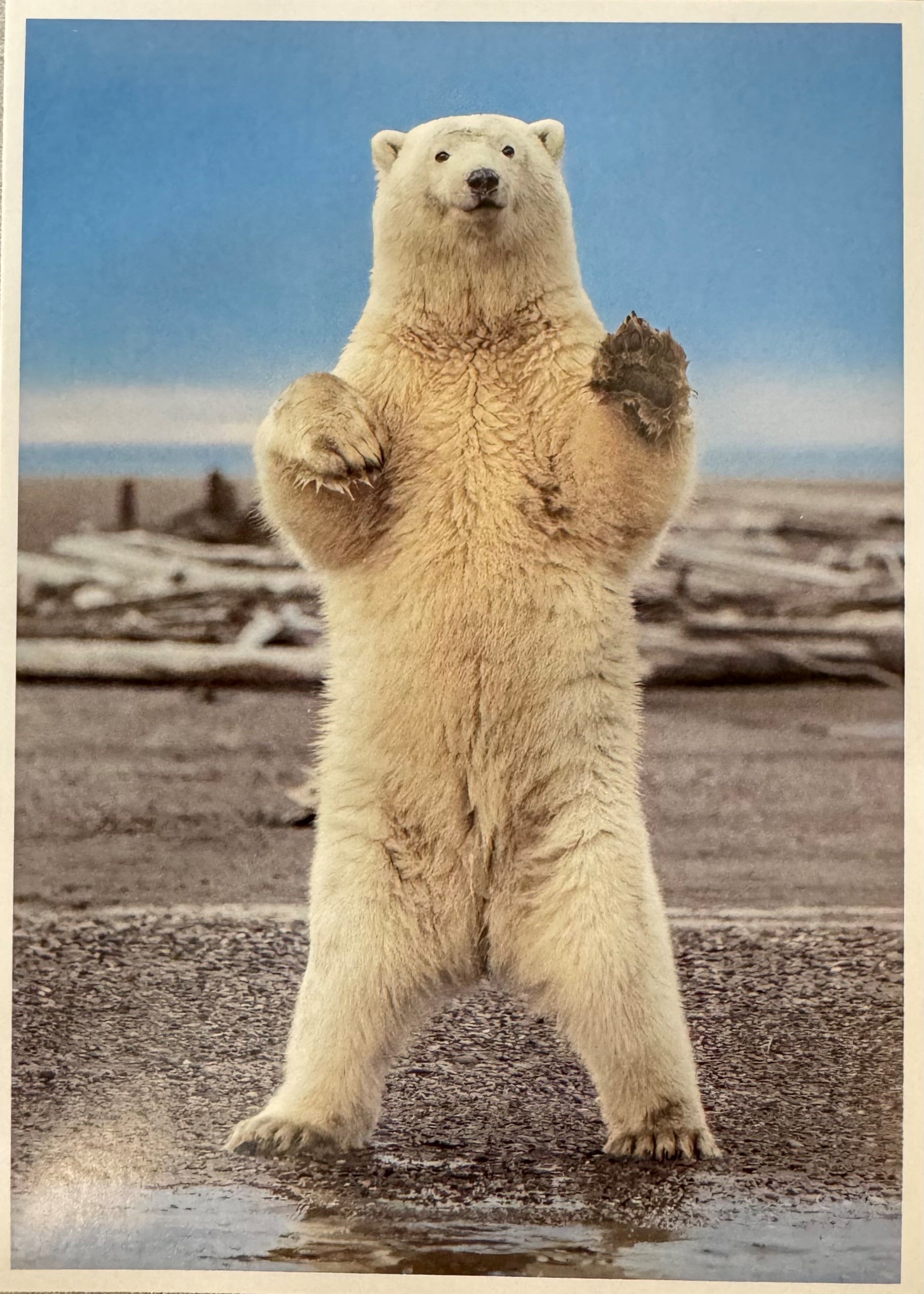 Alaska Holiday Card Pack