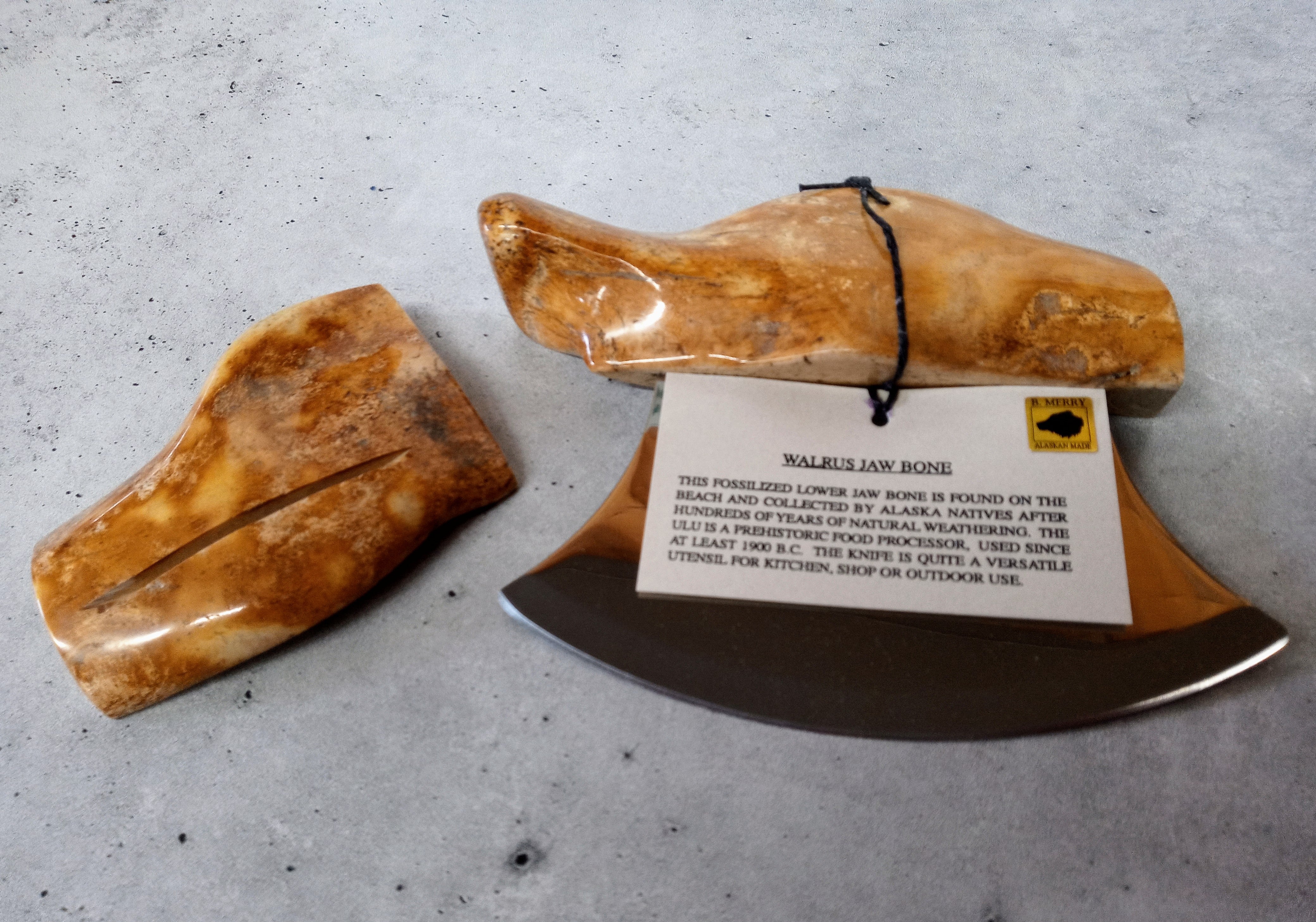 Fossilized Walrus Bone Ulus