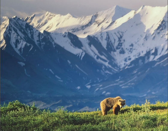 Grizzly Bears of Alaska: Explore the WQild World of Bears