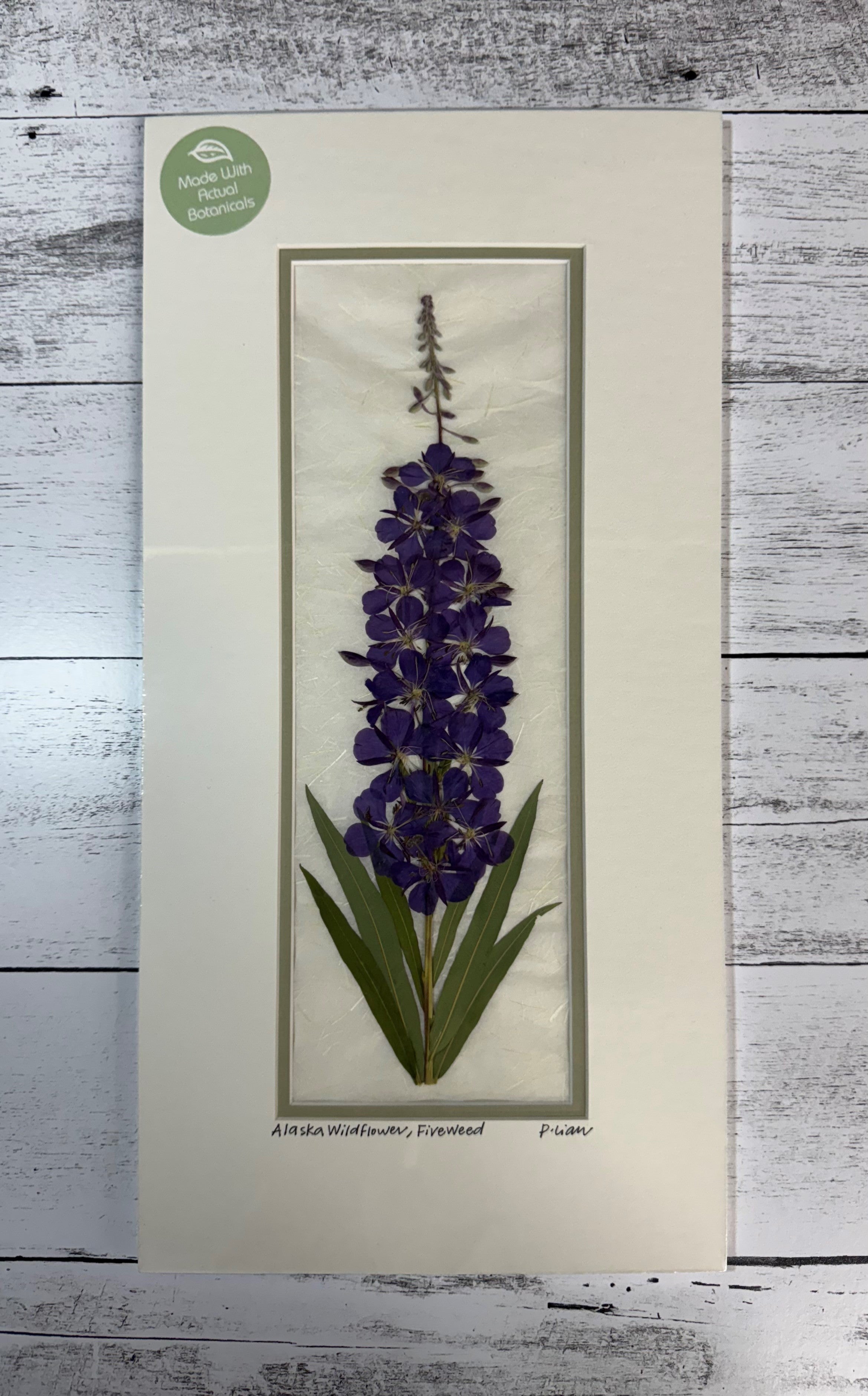 Iceworm Botanical Collection (Large)