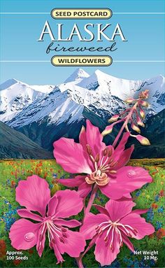 alaskan wildflower seeds Alaska Seed Postcards Fireweed