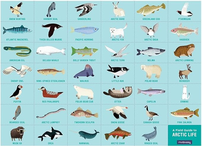 Arctic Life Search & Find Puzzle