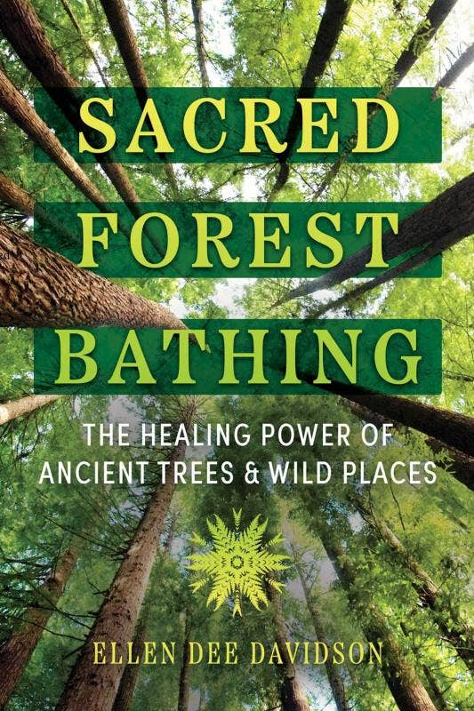 Sacred Forest Bathing: Healing Power of Ancient Trees
