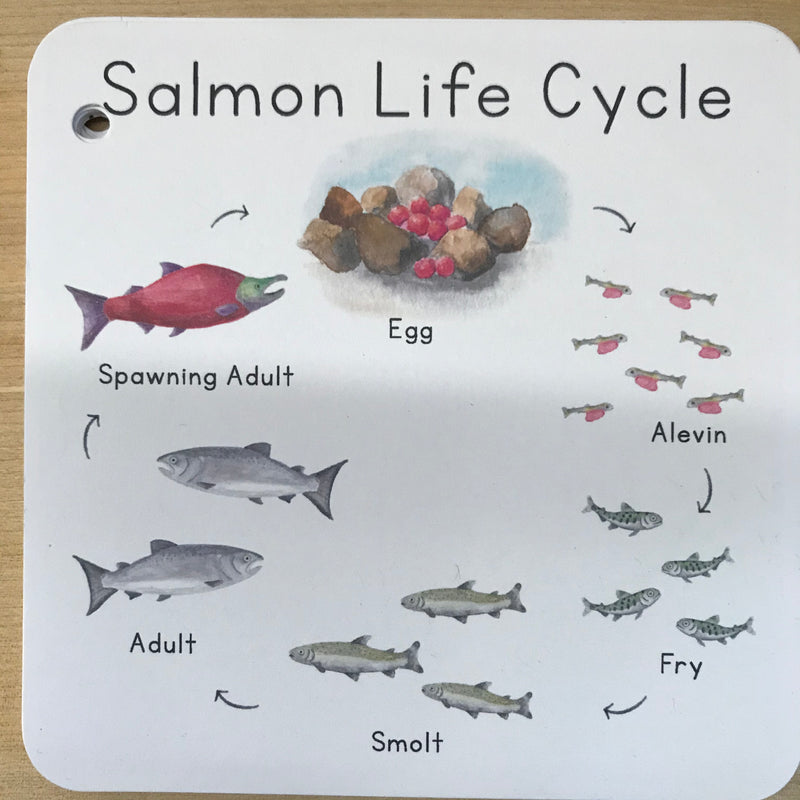 Salmon Learning Cards